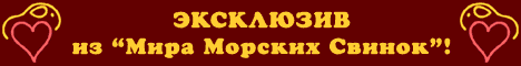 Фотографии с выставки грызунов 6 апреля 2003 года!