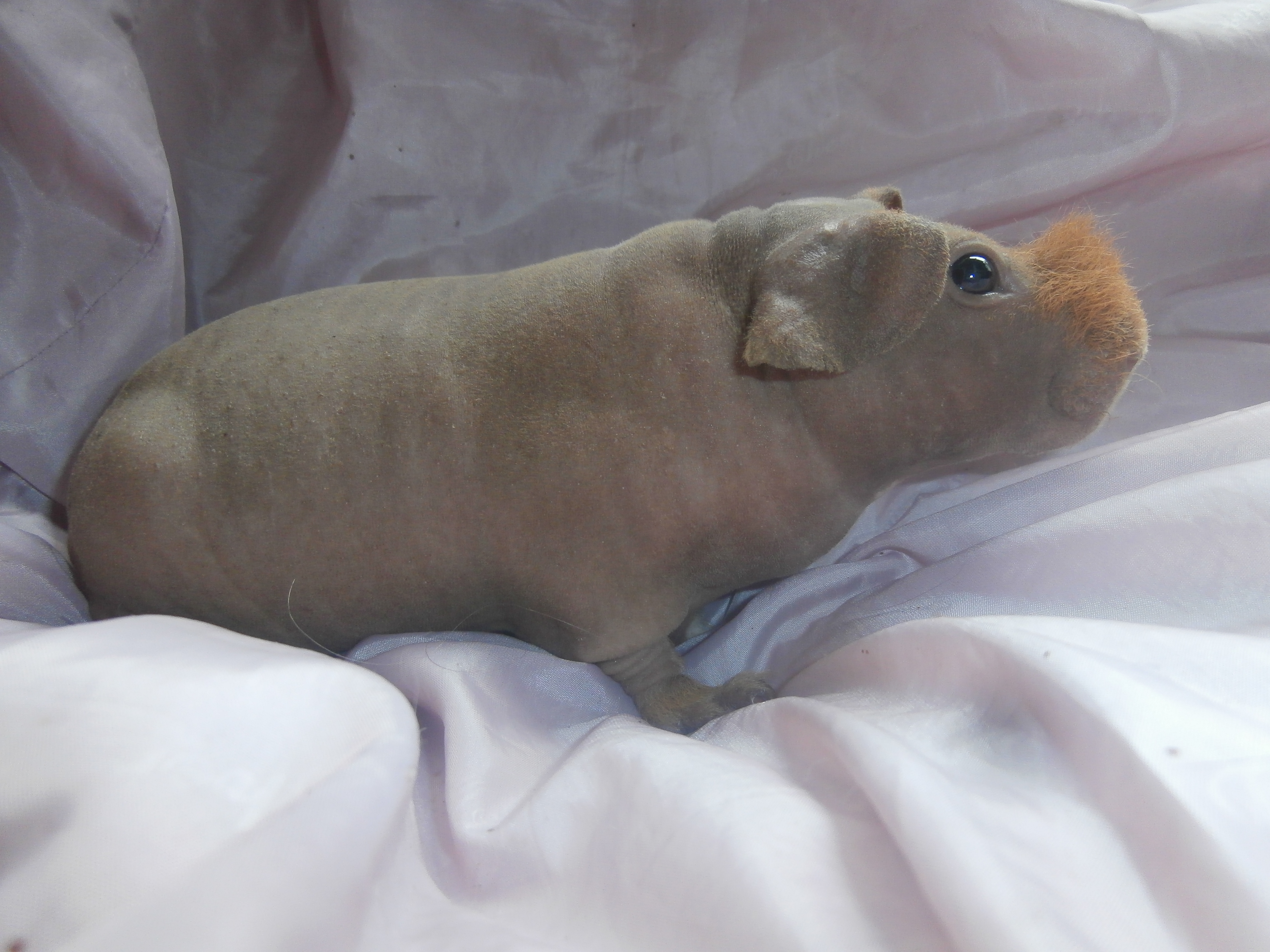 Продаётся морская свинка
породы «Скинни»
 из питомника Энимал Микс