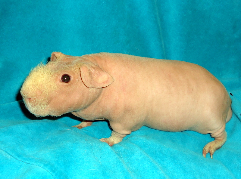 Продаётся морская свинка
породы «Скинни»
 из питомника Чудо Cвета