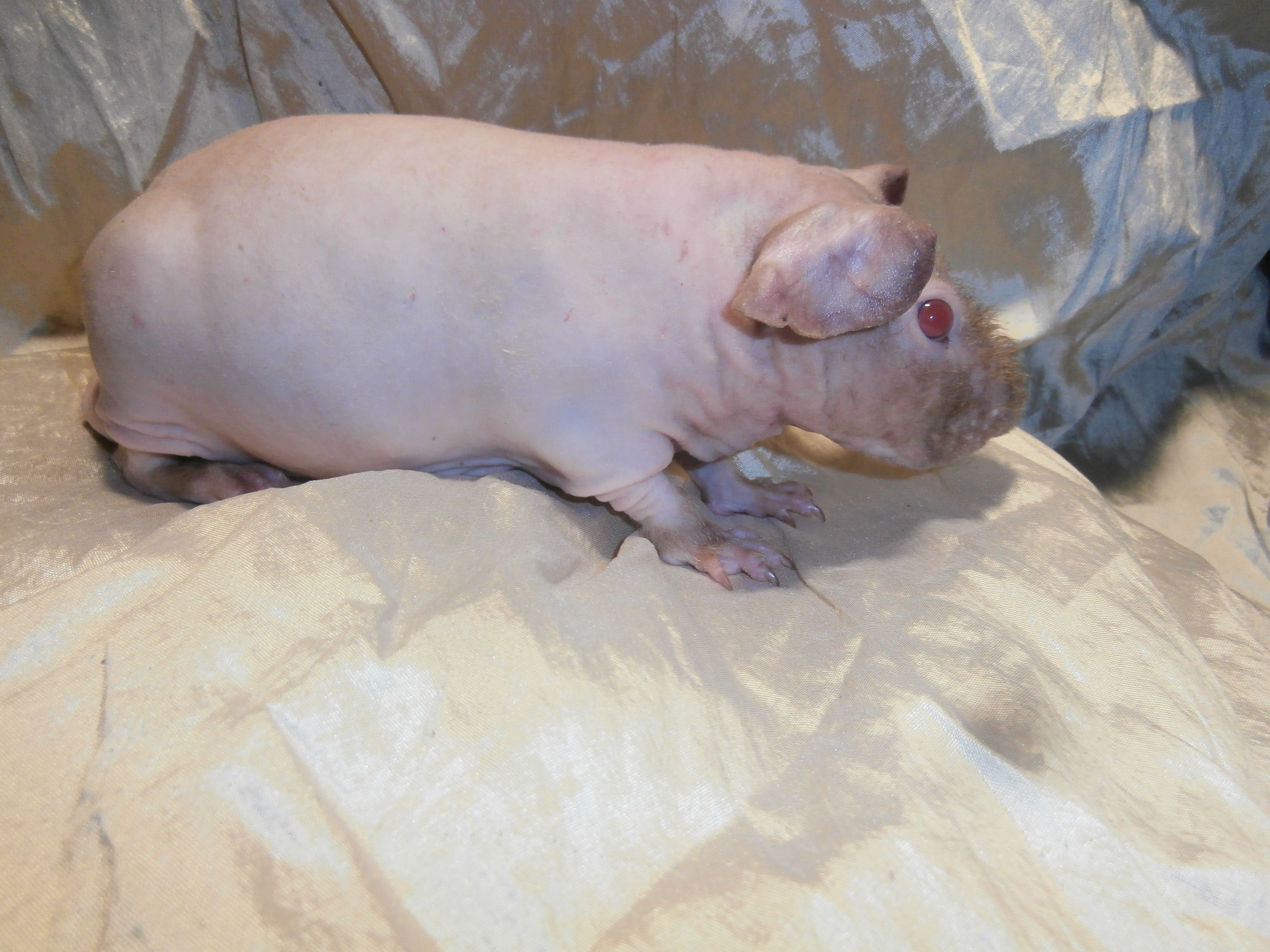 Продаётся морская свинка
породы «Скинни»
 из питомника Энимал Микс