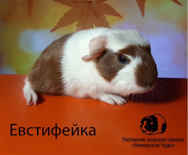 Продаётся морская свинка
породы «Английский цветной крестед»
из питомника Заморское Чудо Продаётся морская свинка
породы «Английский цветной крестед»
из питомника Заморское Чудо