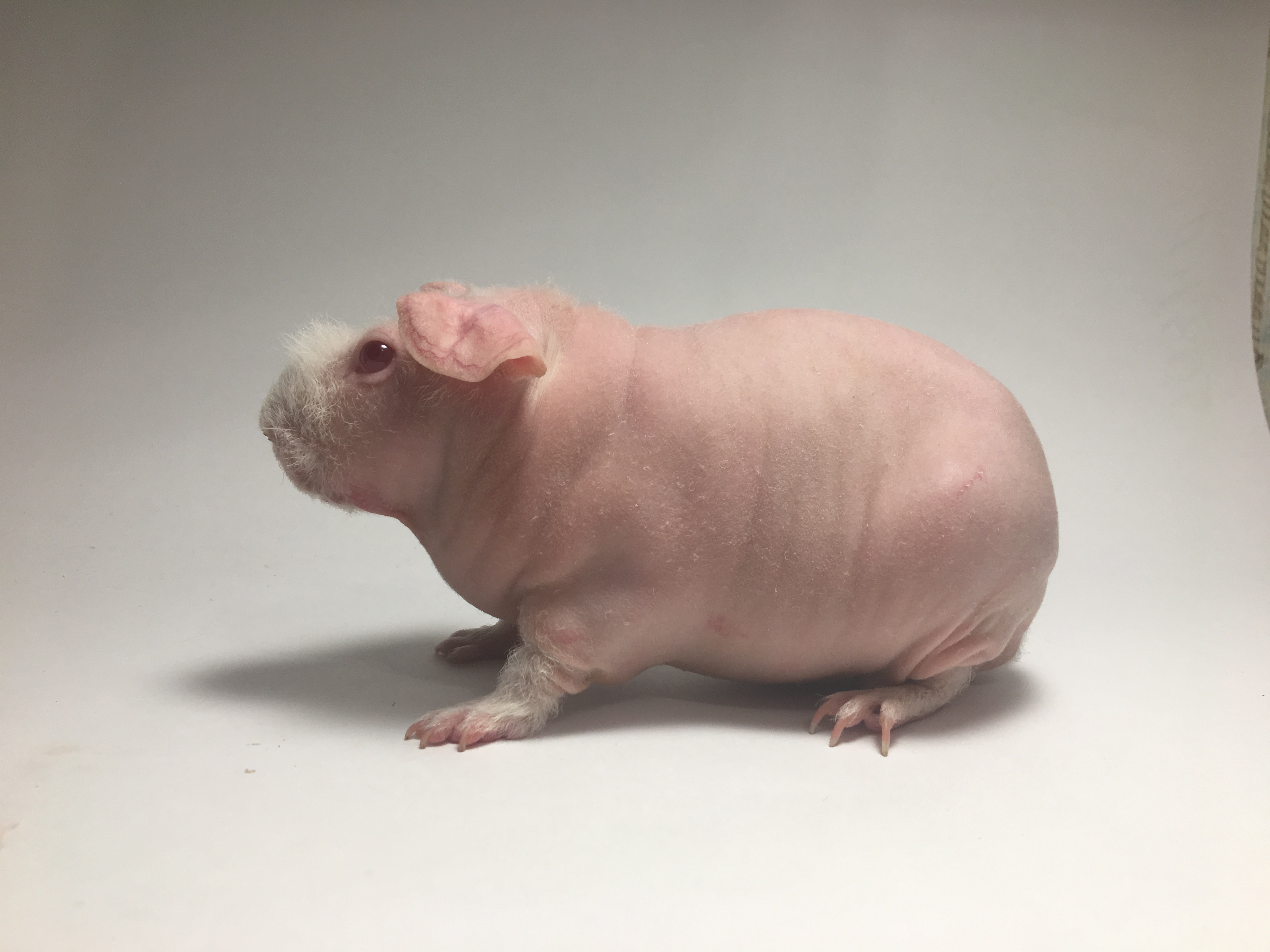 Морская свинка
породы «Скинни»
 из питомника Royal Pig