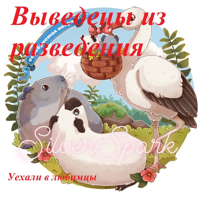 Морская свинка
породы «Рекс»
из питомника Silver-spark (Серебристая искра) Морская свинка
породы «Рекс»
из питомника Silver-spark (Серебристая искра)