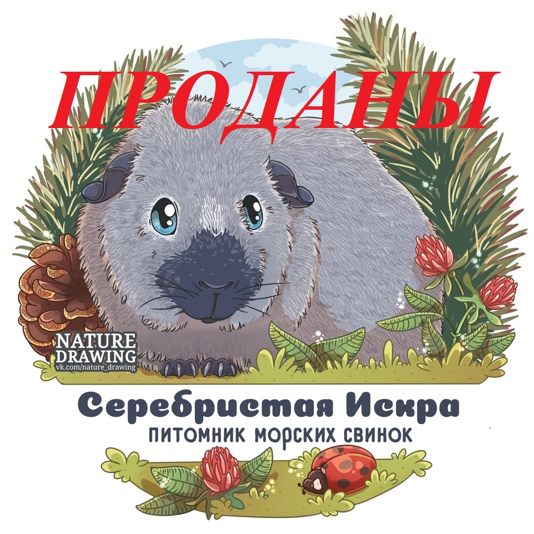 Морская свинка
породы «Американский тедди»
из питомника Silver-spark (Серебристая искра) Морская свинка
породы «Американский тедди»
из питомника Silver-spark (Серебристая искра)