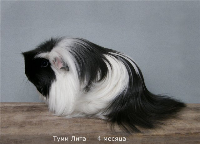 Продаётся морская свинка
породы «Коронет»
из питомника ТУМИ Продаётся морская свинка
породы «Коронет»
из питомника ТУМИ